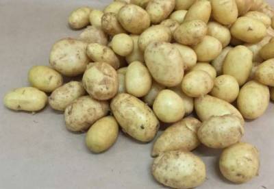 Диетологи рассказали о вреде картофеля для здоровья