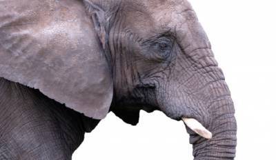 В Африке устроят распродажу слонов