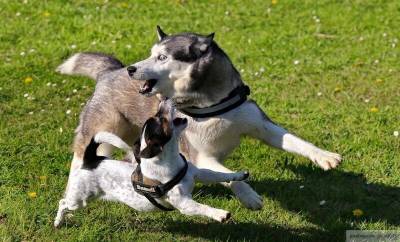 Собаки случайно задушили хозяйку на севере Уэльса