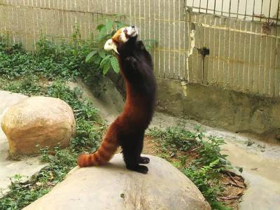 Зоопарк в Чили похвастался красными пандами - Cursorinfo: главные новости Израиля