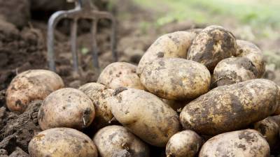Пользователь сети назвал серьезную опасность картофеля