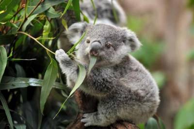 В Австралии коала забралась в дом и залезла на новогоднюю елку - rusjev.net - Австралия - штат Южная