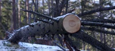 Власти Карелии отреагировали на жалобы населения на рубки леса в Прионежье