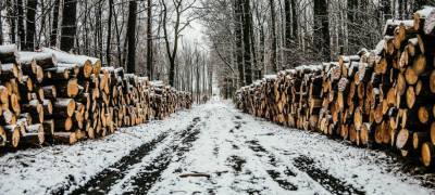 Вепсское население призывают "встать на защиту" лесов от рубок