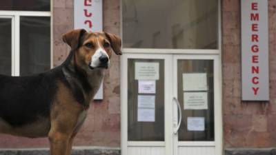 Пес раненого в Карабахе хозяина ждет его у больницы в Армении.