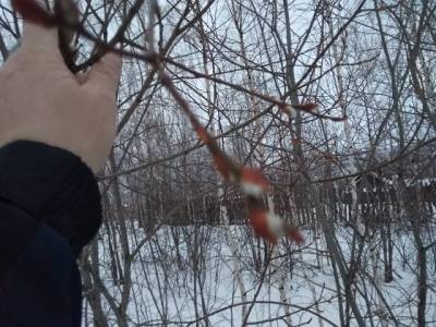 В Челябинской области в мороз зацвела верба