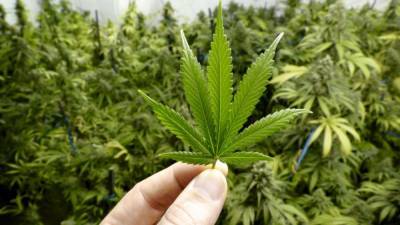 ООН исключила марихуану из списка тяжелых наркотиков