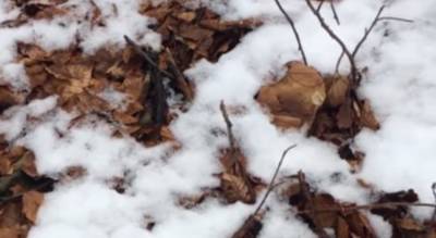 "Закрыл сезон": украинцы посреди снега в лесу находят белые грибы, фото