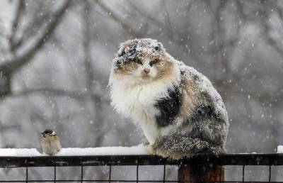 6 декабря в Ленобласти ожидаются мокрый снег и гололедица