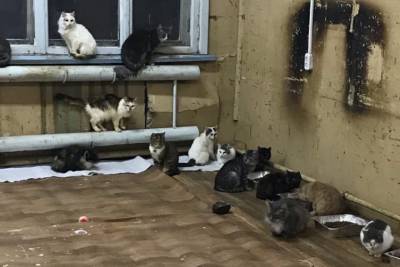 В Туле кошкам из ада срочно нужна помощь
