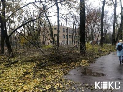Одесские коммунальщики уродливо обкорнали деревья возле школы на Варненской (фото)