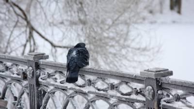 Специалисты рассказали, чем нельзя кормить птиц в холода