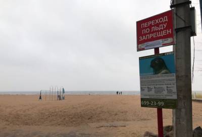 На двух пляжах в Петербурге появились информационные плакаты с нерпами