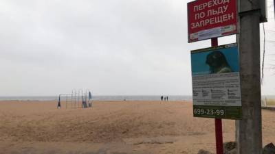 На пляжах Петербурга появились плакаты с серьезными нерпами