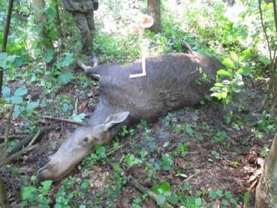 В Смоленской области браконьер заплатит почти 700 тысяч рублей