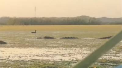 Огромный аллигатор украл добычу охотников и попал на видео