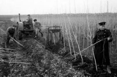 Зачем в СССР повсюду высаживали тополя