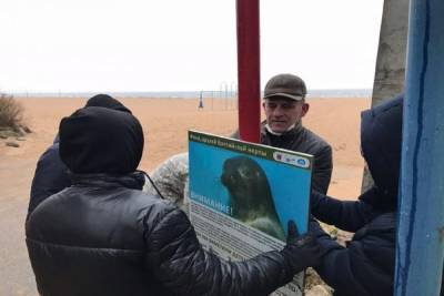 На петербургских пляжах появились плакаты с нерпами