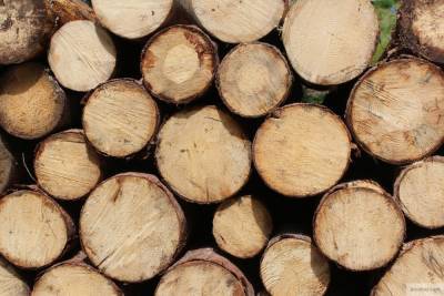 Стоимость дров в Коми упадет на четверть
