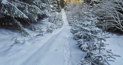 В лесах Риги запрещено рубить ели к Рождеству: вас снимает скрытая камера