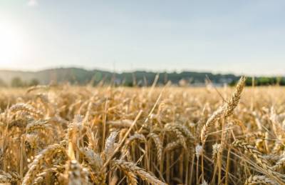 Исследователи вывели пшеницу с крупными зернами