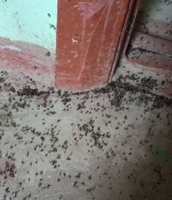 Жильцы многоквартирного дома пожаловались на полчища мух