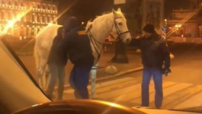 Охранники подрались с девушкой на лошади в центре Петербурга