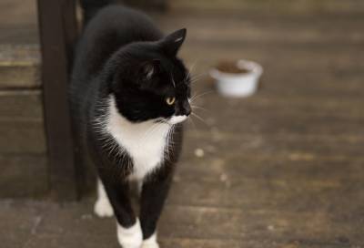 Черно-белой кошке из выборгского парка «Монрепо» ищут хозяев