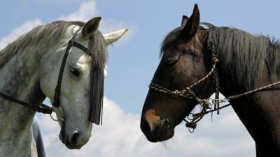 Драка девушек на лошадях с охранниками у Мариинского дворца попала на видео