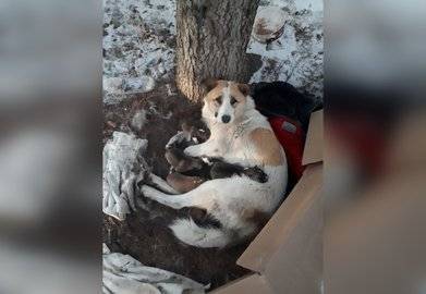 «Они спали на голой холодной земле»: В Уфе волонтёры спасли жизнь собаке и дести новорождённым щенкам