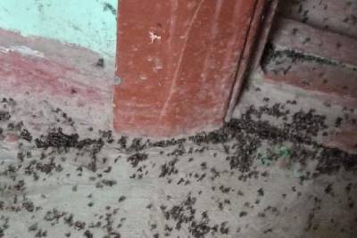 Жители дома на окраине Рязани пожаловались на нашествие мух