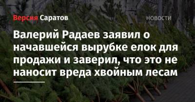 Валерий Радаев заявил о начавшейся вырубке елок для продажи и заверил, что это не наносит вреда хвойным лесам