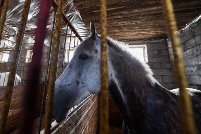 В Санкт-Петербурге охрана Заксобрания подралась с двумя всадницами на лошадях