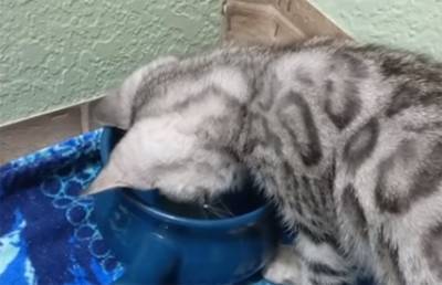 Котенок накричал на свою миску с водой
