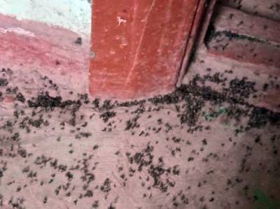Жители многоквартирного дома в Рязани жалуются на нашествие мух