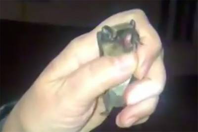 Спасатели поймали летучую мышь в квартире на юге Москвы