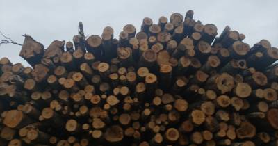 В Смоленской области задержали черного лесоруба, вырубившего деревьев на 3 миллиарда
