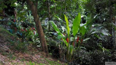 Вероятным источником новой пандемии могут стать джунгли Борнео