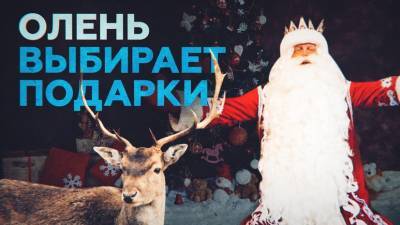 Выбор Валерчика: в Сургуте олень помог Деду Морозу подобрать подарки для детей