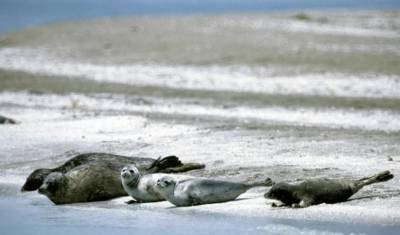 17 мертвых тюленей обнаружили на побережье Каспийского моря