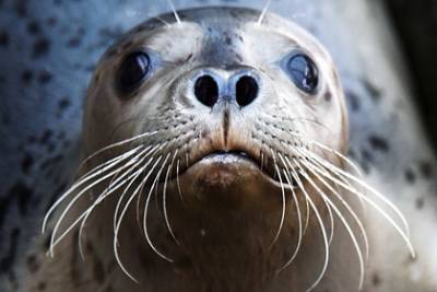 На берегу Каспийского моря нашли почти два десятка мертвых тюленей