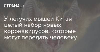 У летучих мышей Китая целый набор новых коронавирусов, которые могут передать человеку