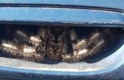 Гигантский паук под ручкой автомобиля ужаснул пользователей Сети