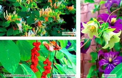 Цветущие лианы для средней полосы – фото и названия