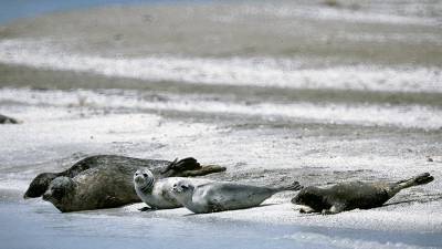 На побережье Каспия нашли мертвых тюленей