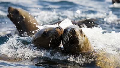 В Дагестане выясняют причину гибели каспийских тюленей