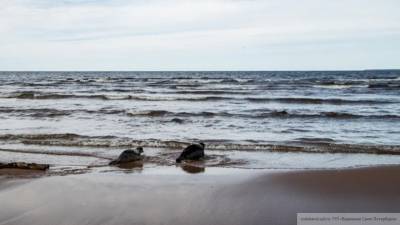 Названы возможные причины гибели 30 тюленей на берегу Каспийского моря