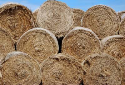 Фермеры из Гатчинского района поймали воров, укравших 200 рулонов сена