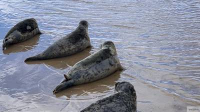 Китайские сети могли погубить десятки тюленей в Дагестане