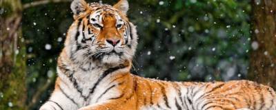 В Хабаровском крае водитель сбил насмерть амурского тигра